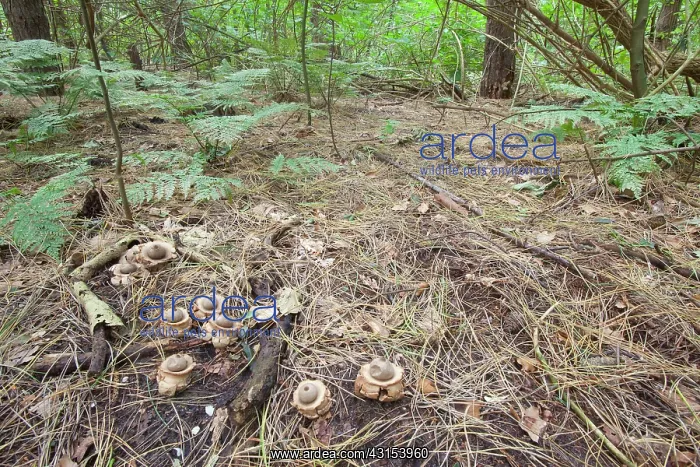 : Collared Earthstar : Collared Earthstar