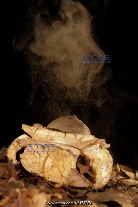 : Collared Earthstar : Collared Earthstar