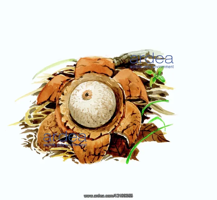 : Collared Earthstar : Collared Earthstar