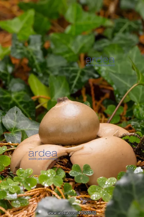 : Collared earthstar, fungus, Geastrum triplex, Castlewellan : Collared earthstar, fungus, Geastrum triplex, Castlewellan