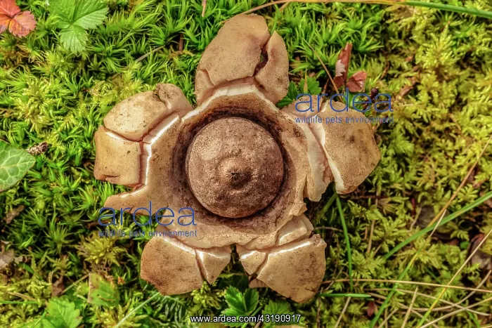 : Collared earthstar (Geastrum triplex), Jura, France : Collared earthstar (Geastrum triplex), Jura, France