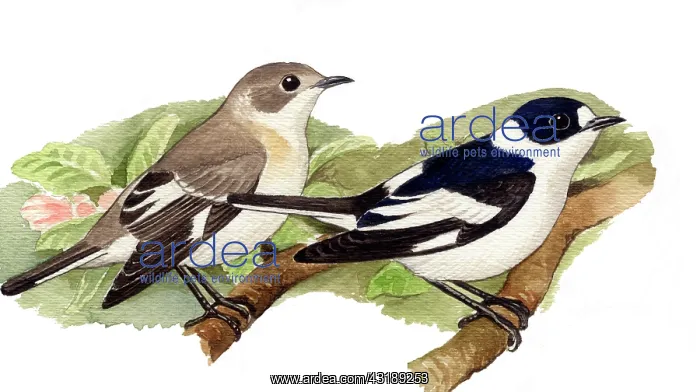 : Collared Flycatcher : Collared Flycatcher