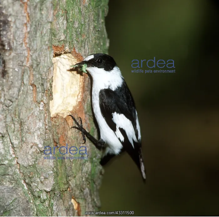 : COLLARED FLYCATCHER - at nest hole : COLLARED FLYCATCHER - at nest hole