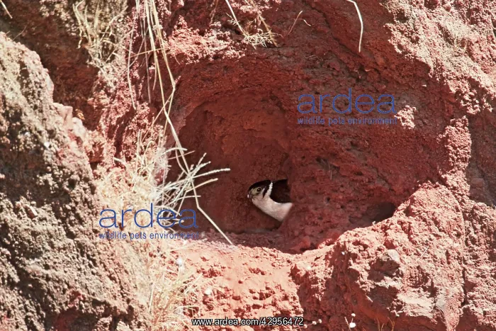 : Collared Forest-Falcon on nest : Collared Forest-Falcon on nest
