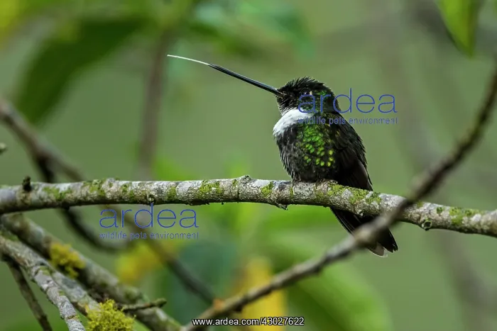: Collared Inca, Chicaque Natural Park, Colombia : Collared Inca, Chicaque Natural Park, Colombia