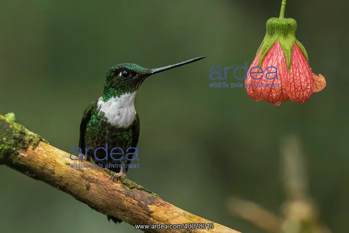 : Collared Inca, Chicaque Natural Park, Colombia : Collared Inca, Chicaque Natural Park, Colombia