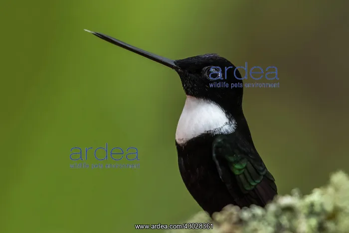 : Collared Inca, Chicaque Natural Park, Colombia : Collared Inca, Chicaque Natural Park, Colombia