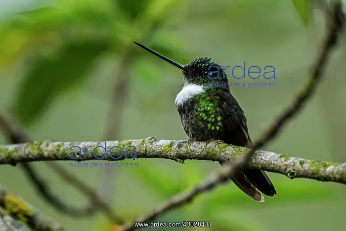 : Collared Inca, Chicaque Natural Park, Colombia : Collared Inca, Chicaque Natural Park, Colombia