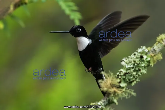 : Collared Inca, flying, Chicaque Natural Park, Colombia : Collared Inca, flying, Chicaque Natural Park, Colombia
