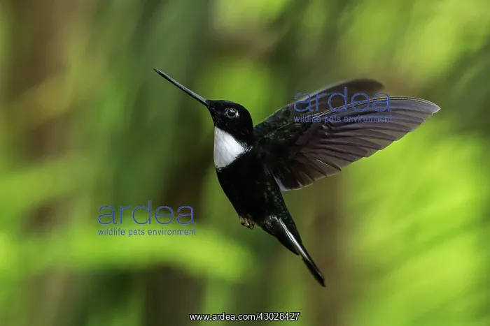 : Collared Inca, flying, Chicaque Natural Park, Colombia : Collared Inca, flying, Chicaque Natural Park, Colombia