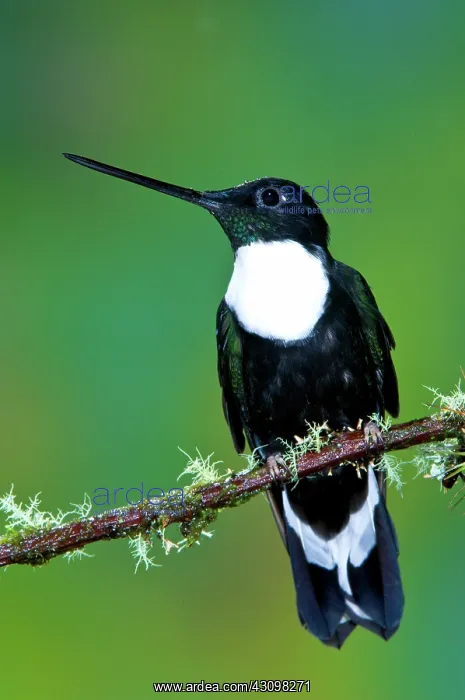 : Collared Inca Hummingbird : Collared Inca Hummingbird