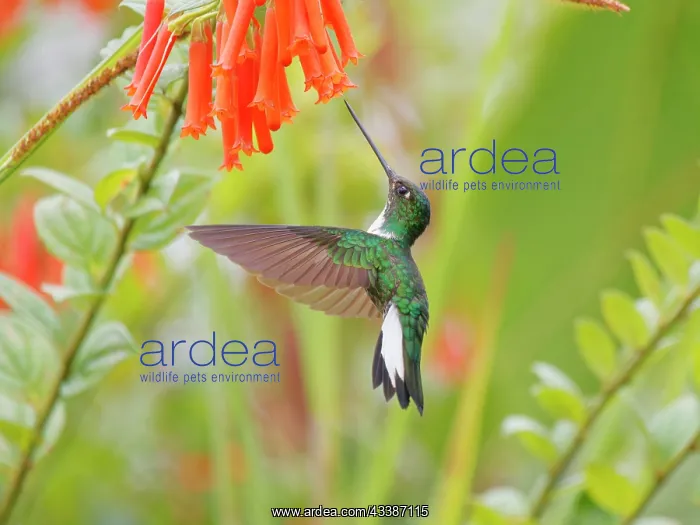 : Collared Inca Hummingbird ' Feeding at flower Co : Collared Inca Hummingbird ' Feeding at flower Co