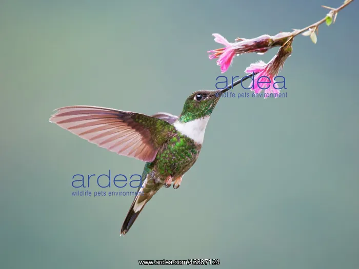 : Collared Inca Hummingbird ' Feeding at flower Co : Collared Inca Hummingbird ' Feeding at flower Co