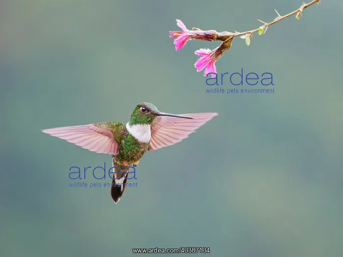 : Collared Inca Hummingbird ' Feeding at flower Co : Collared Inca Hummingbird ' Feeding at flower Co