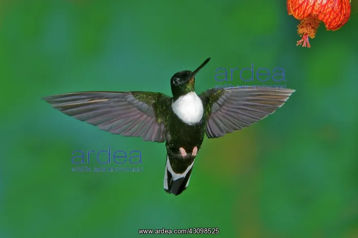: Collared Inca Hummngbird : Collared Inca Hummngbird