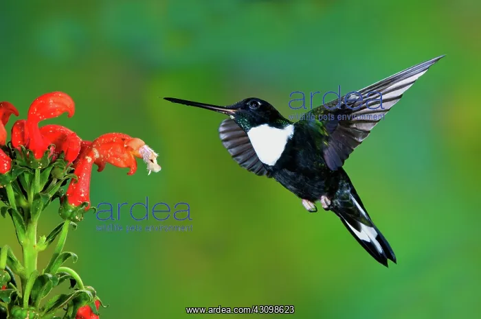  : Collared Inca Hummngbird
