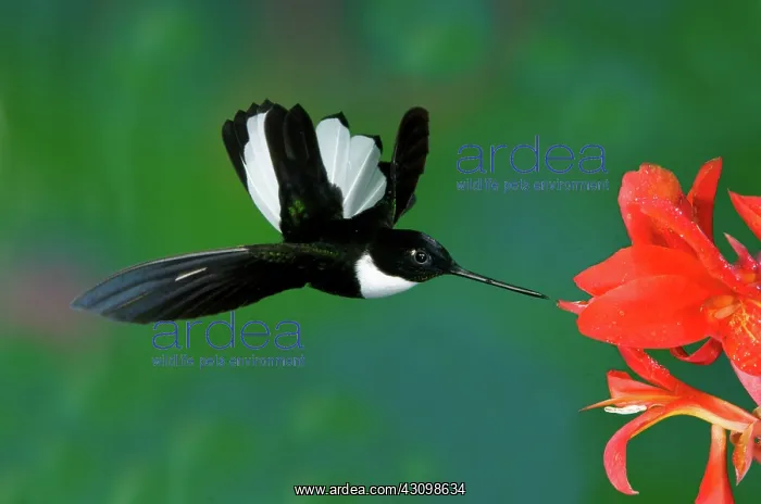 : Collared Inca Hummngbird : Collared Inca Hummngbird