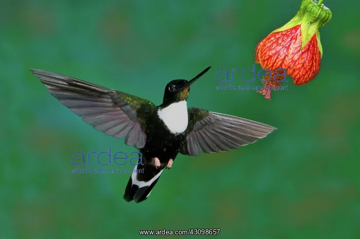  : Collared Inca Hummngbird