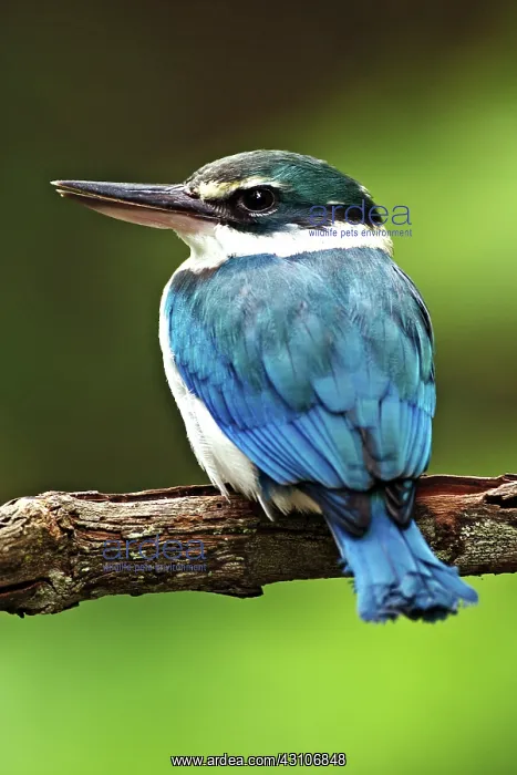 : Collared Kingfisher (Halcyon chloris) : Collared Kingfisher (Halcyon chloris)