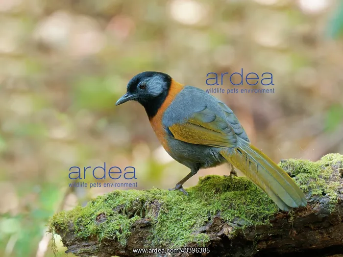 : Collared Laughing Thrush Trochalopteron yersini : Collared Laughing Thrush Trochalopteron yersini