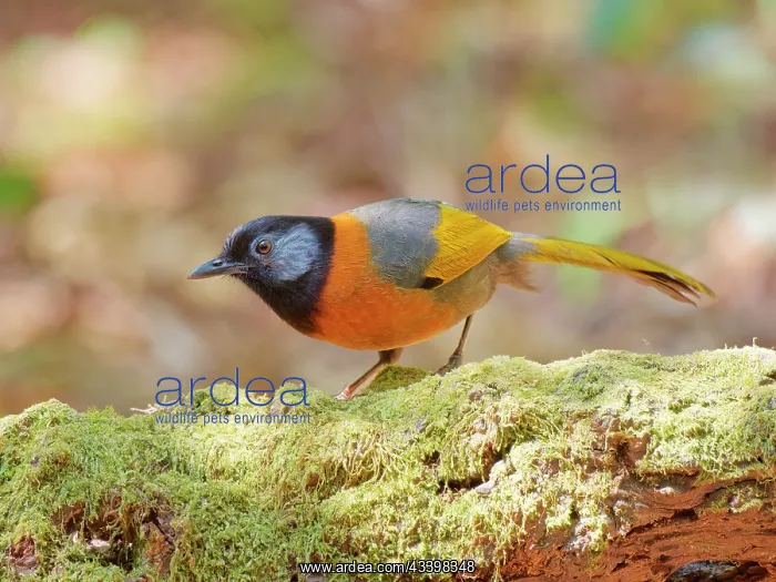 : Collared Laughing Thrush Trochalopteron yersini : Collared Laughing Thrush Trochalopteron yersini