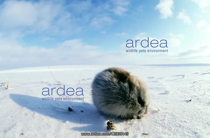 : Collared Lemming - adult in winter fur, feeds on : Collared Lemming - adult in winter fur, feeds on
