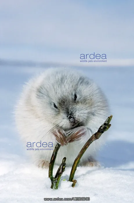 : Collared Lemming - adult in winter fur (large winter : Collared Lemming - adult in winter fur (large winter