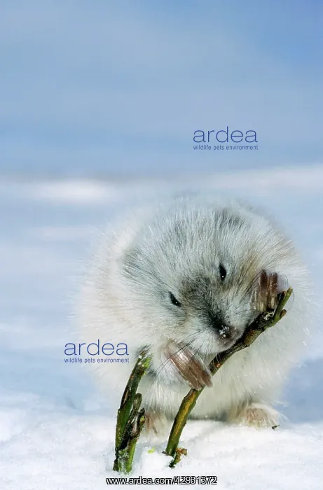 : Collared Lemming - adult in winter fur (large winter : Collared Lemming - adult in winter fur (large winter