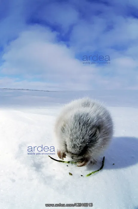 : Collared Lemming - adult in winter fur (large winter : Collared Lemming - adult in winter fur (large winter