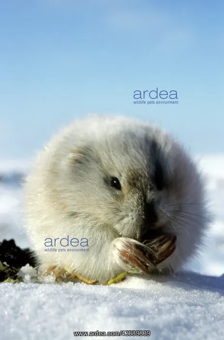 : Collared Lemming - adult in winter fur (large winter : Collared Lemming - adult in winter fur (large winter