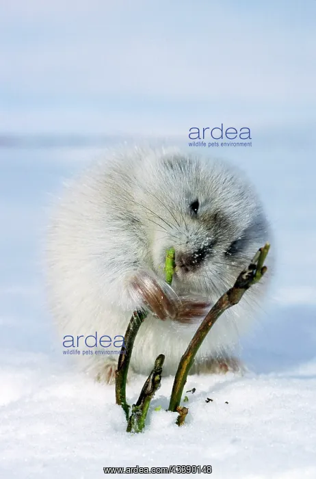 : Collared Lemming - adult in winter fur (large winter : Collared Lemming - adult in winter fur (large winter