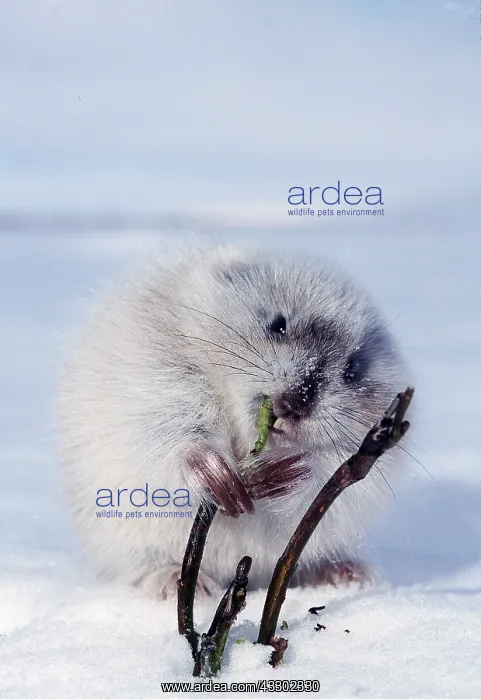 : Collared LEMMING - eating new shoot. Feeding on : Collared LEMMING - eating new shoot. Feeding on