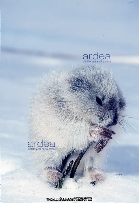 : Collared LEMMING - eating shoot. Feeding on dwarf willow : Collared LEMMING - eating shoot. Feeding on dwarf willow