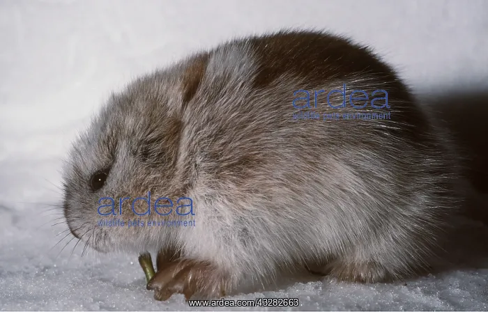 : Collared LEMMING - side view. Feeding on Dwarf Willow : Collared LEMMING - side view. Feeding on Dwarf Willow