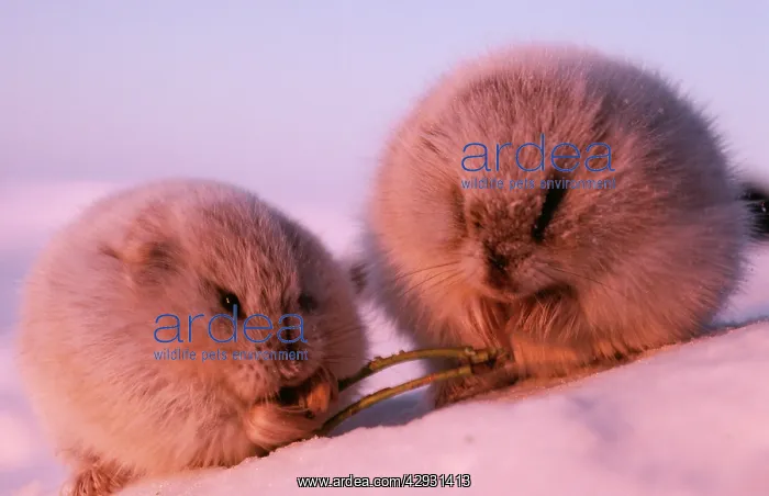 : COLLARED LEMMING - x 2 in winter feed on dwarf willow : COLLARED LEMMING - x 2 in winter feed on dwarf willow