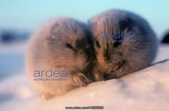 : Collared Lemmings - adults in winter fur, large : Collared Lemmings - adults in winter fur, large