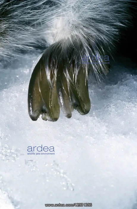 : Collared Lemming's large winter claw of a forepaw : Collared Lemming's large winter claw of a forepaw