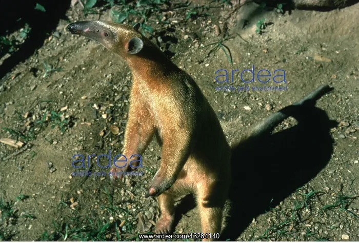 : Collared / Lesser / Southern TAMANDUA / ANTEATER : Collared / Lesser / Southern TAMANDUA / ANTEATER