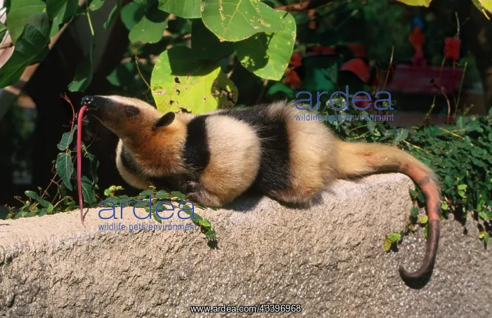 : Collared / Lesser / Southern TAMANDUA / ANTEATER : Collared / Lesser / Southern TAMANDUA / ANTEATER
