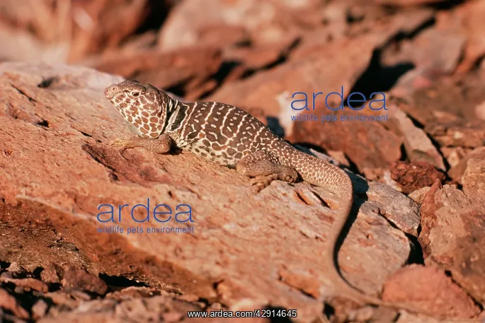 : Collared Lizard : Collared Lizard