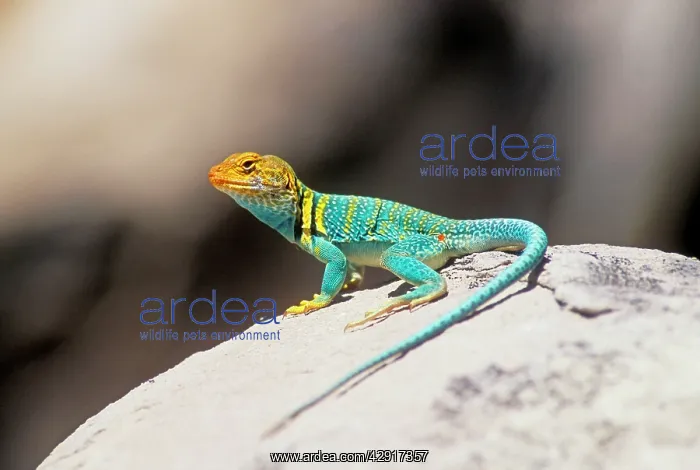 : Collared Lizard : Collared Lizard