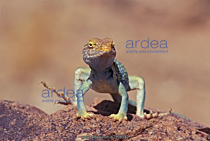  : Collared Lizard