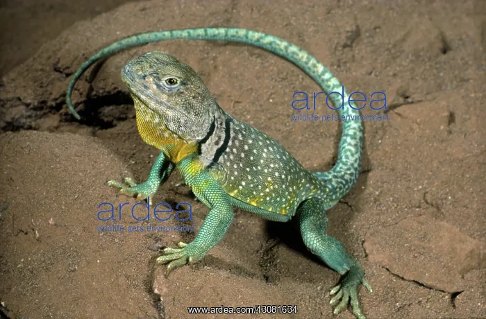: Collared Lizard : Collared Lizard