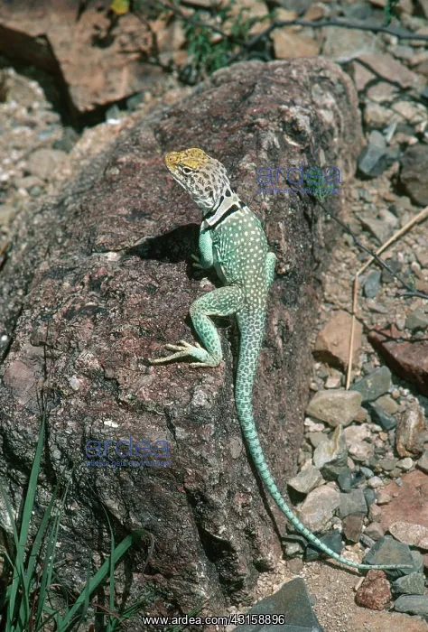: Collared Lizard : Collared Lizard