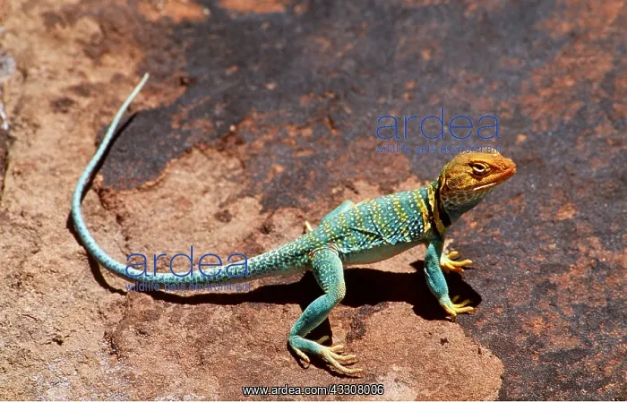 : COLLARED LIZARD : COLLARED LIZARD