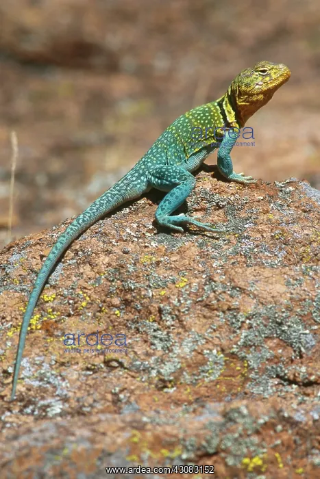 : Collared Lizard (Crotaphytus collaris) : Collared Lizard (Crotaphytus collaris)