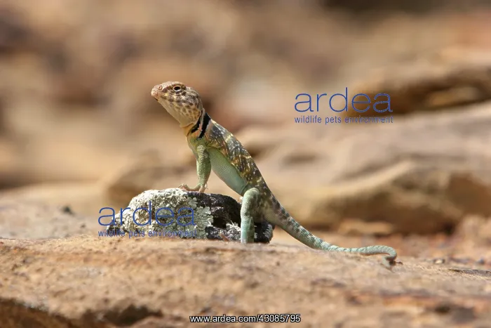 : Collared Lizard (Crotaphytus collaris) : Collared Lizard (Crotaphytus collaris)