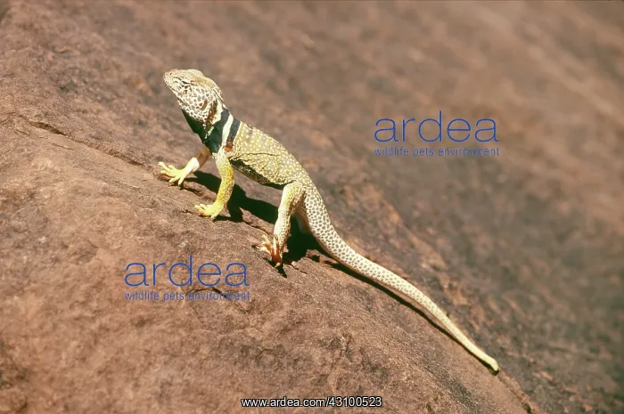 : Collared Lizard (Crotaphytus collaris) : Collared Lizard (Crotaphytus collaris)