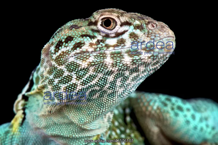 : The Collared lizard (Crotaphytus collaris) is a : The Collared lizard (Crotaphytus collaris) is a
