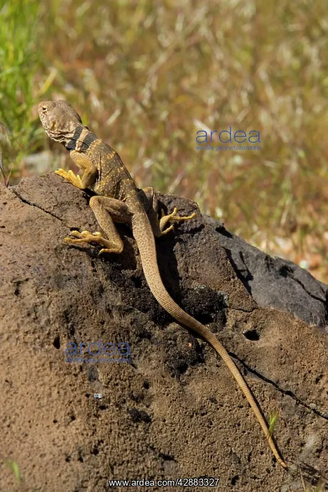 : Collared Lizard - Female, basking : Collared Lizard - Female, basking